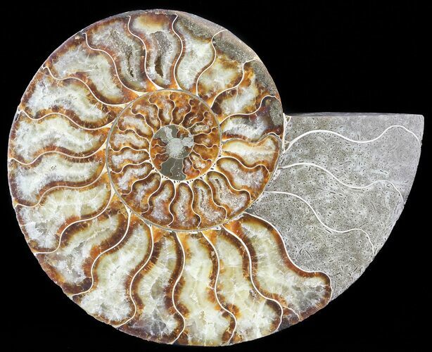 Cut Ammonite Fossil (Half) - Agatized #60293